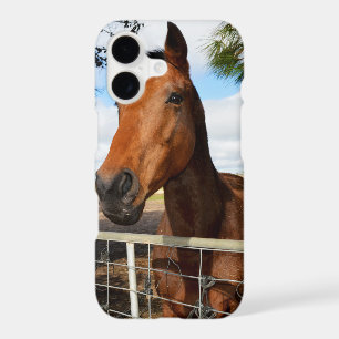 Tulip The Brown Bay Horse,