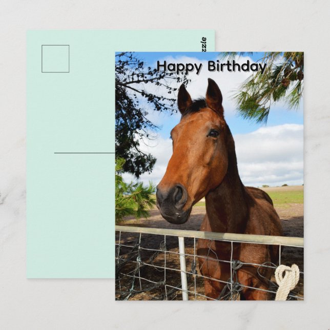 Tulip The Brown Bay Horse, Birthday Postcard (Front/Back)