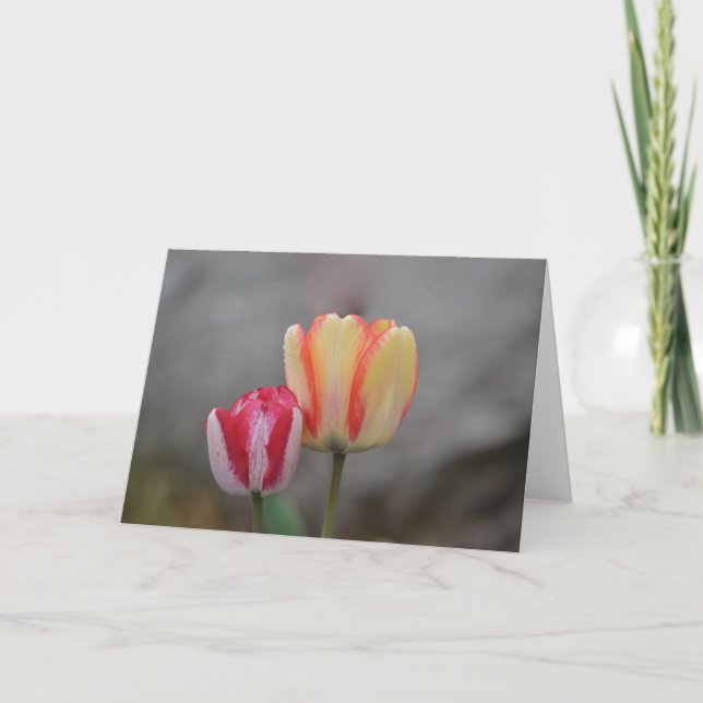 Tulip Time Note Card (Front)