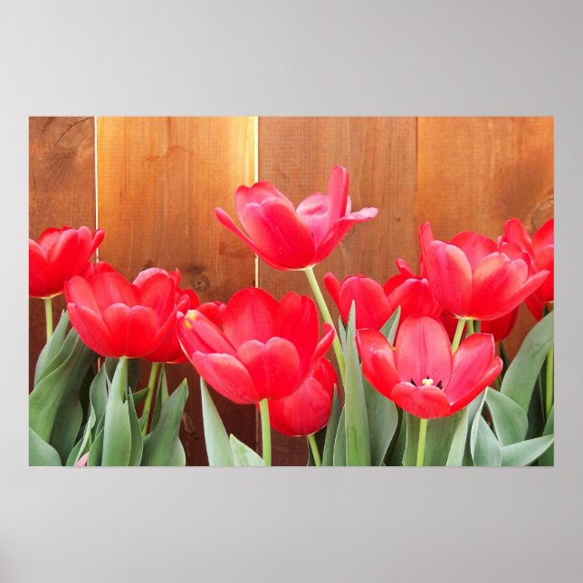 Tulip Time Poster (Front)