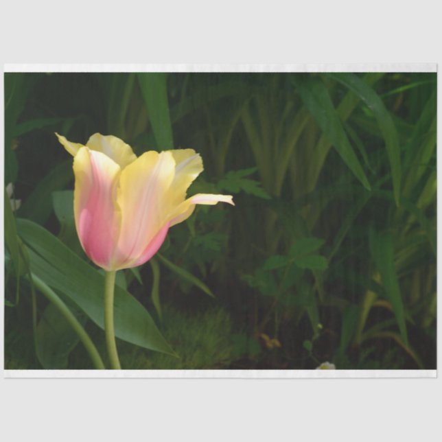 Tulip Tissue Paper (Front)