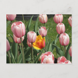 Tulip Treasure Postcard