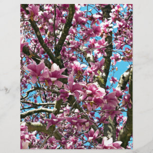 Tulip Tree