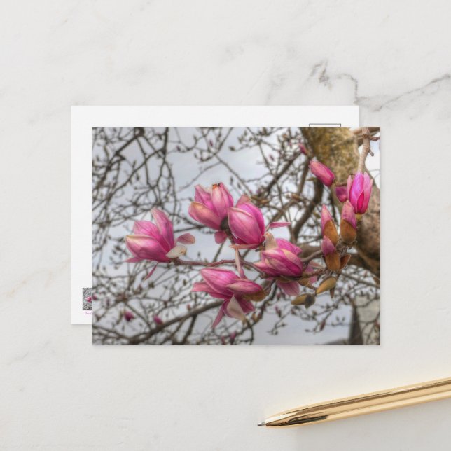 Tulip Tree Blossoms Postcard (Front/Back In Situ)