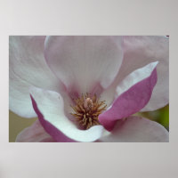 Tulip Tree Flower