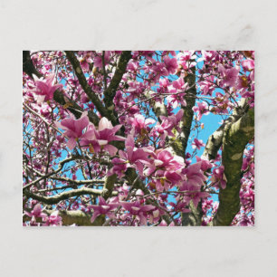 Tulip Tree Postcard