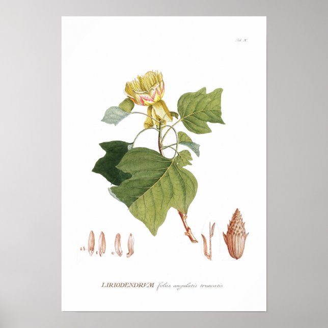 Tulip Tree Poster (Front)