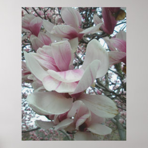 Tulip Tree Poster