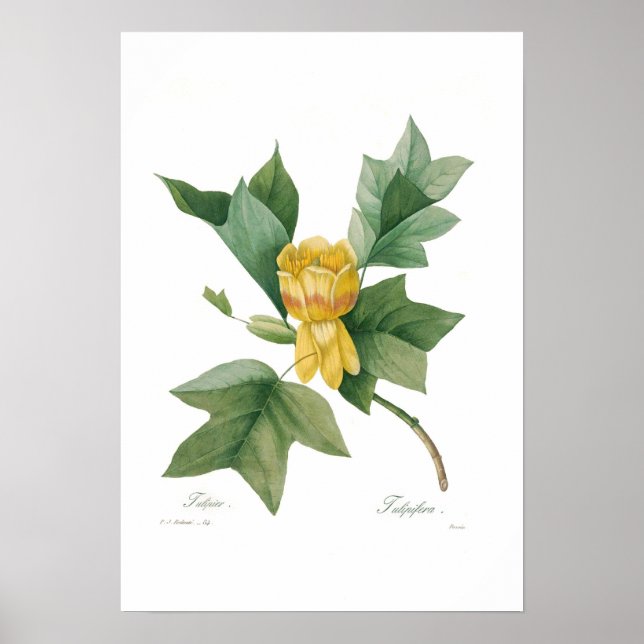 Tulip Tree Poster (Front)