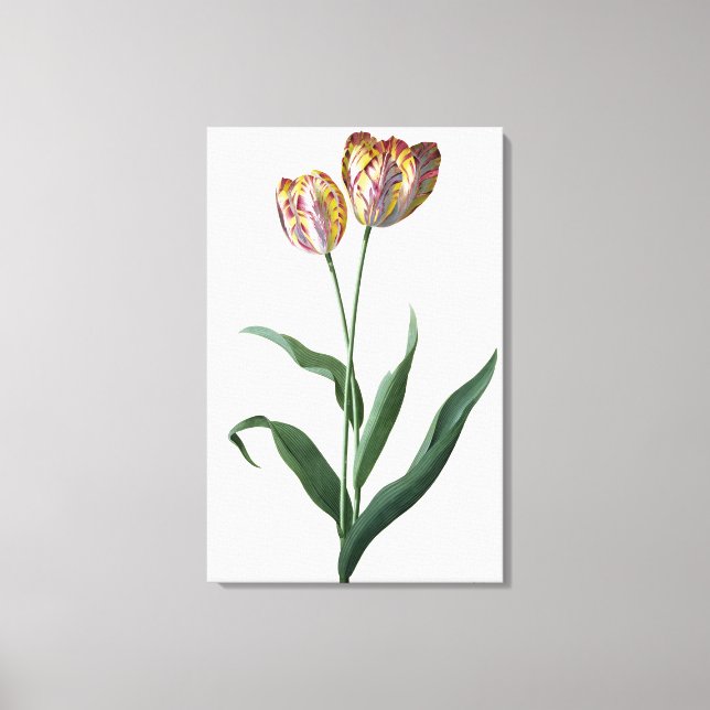 Tulip Tulip Canvas Print (Front)