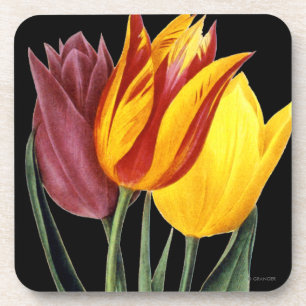 Tulip (Tulipa Gesneriana) Coaster