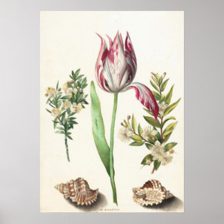 Tulip with Shells Botanical Illustration Poster