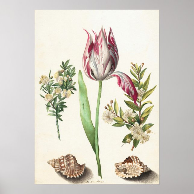 Tulip with Shells Botanical Illustration Poster (Front)