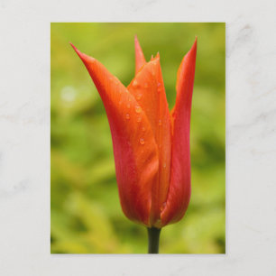 Tulip with water droplets 1 postcard
