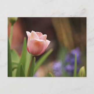 Tulipa Postcard
