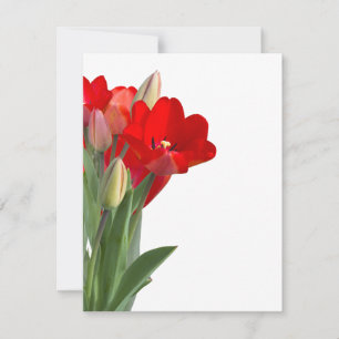 Tulips