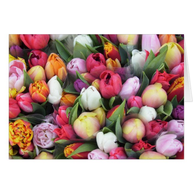 Tulips (Front Horizontal)