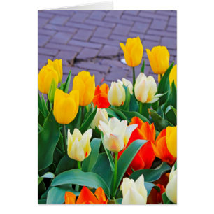 Tulips