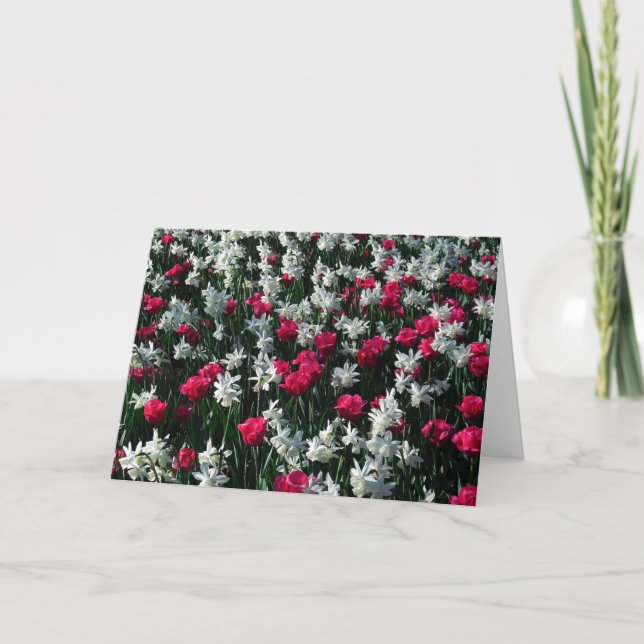 Tulips 16 Blank Greeting Card (Front)