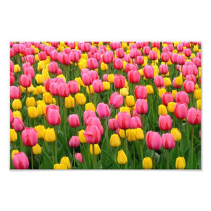 Tulips 1 Print