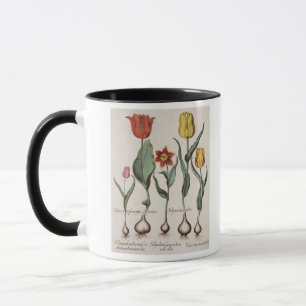 Tulips: 1.Tulipa lutea maculis rubens; 2.Tulipa au Mug
