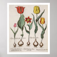 Tulips: 1.Tulipa lutea maculis rubens; 2.Tulipa