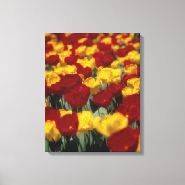 Tulips 2 canvas print (Front)