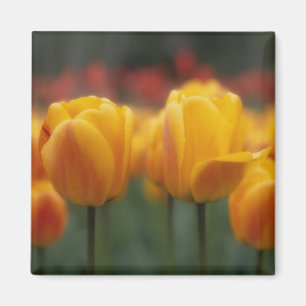 Tulips 2 magnet
