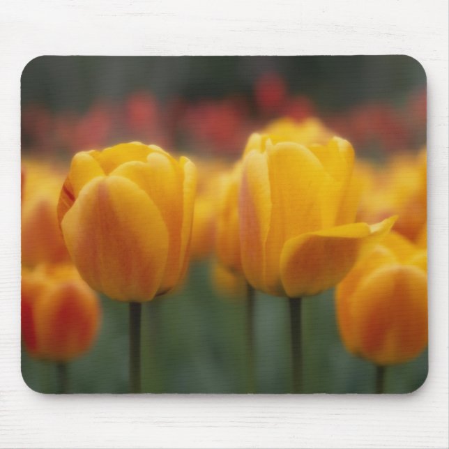 Tulips 2 mouse pad (Front)
