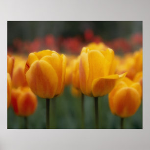 Tulips 2 poster