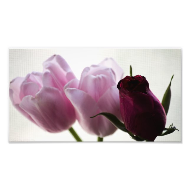 Tulips 3258 photo print (Front)