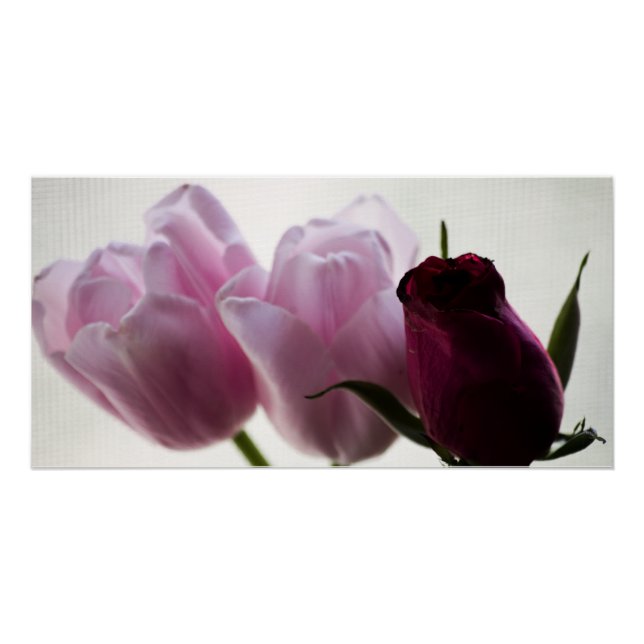 Tulips 3258 poster (Front)