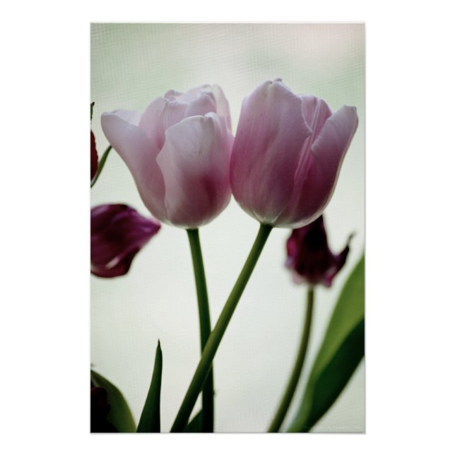 Tulips 3259 poster (Front)