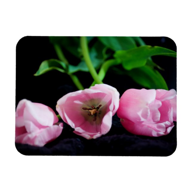 Tulips 3273 magnet (Horizontal)