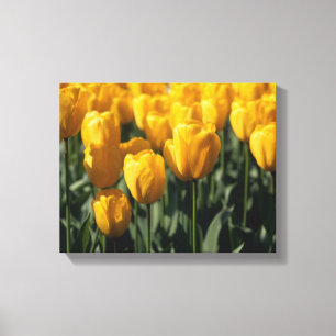 Tulips 3 canvas print