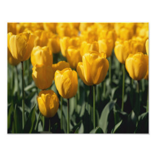 Tulips 3 photo print