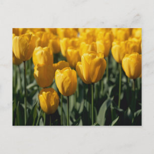 Tulips 3 postcard