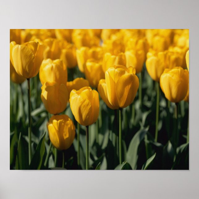 Tulips 3 poster (Front)