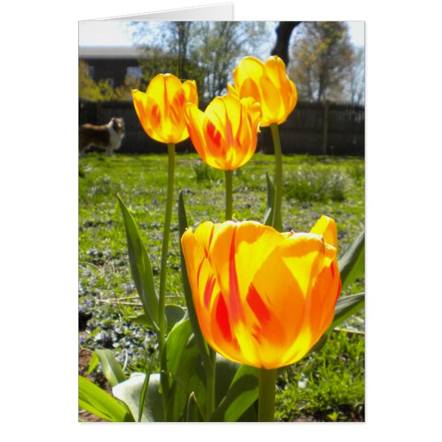 TULIPS (& A COLLIE) (Front)
