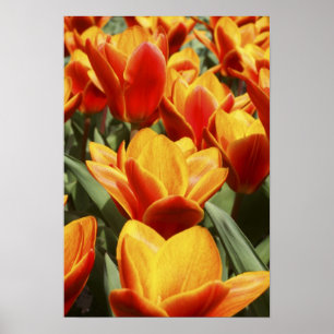 Tulips abound in Keukenhof Gardens, Holland. Poster