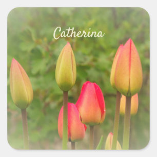 Tulips about to Bloom Personalized Photo Square Sticker