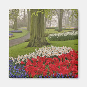 Tulips and daffodils, Keukenhof Gardens, Magnet