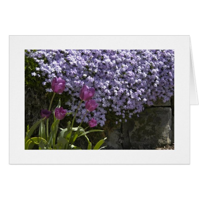 Tulips and Phlox (Front Horizontal)