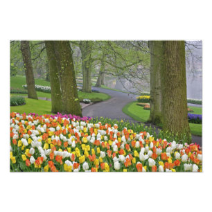 Tulips and roadway, Keukenhof Gardens, Lisse, Photo Print