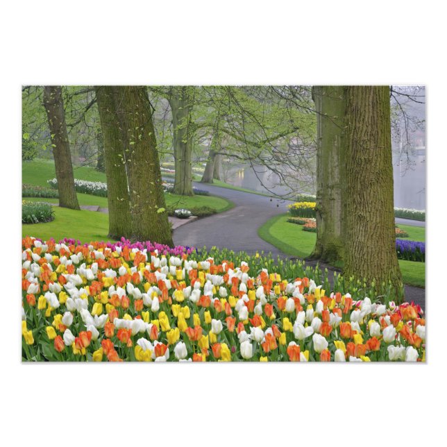 Tulips and roadway, Keukenhof Gardens, Lisse, Photo Print (Front)