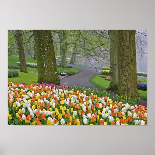 Tulips and roadway, Keukenhof Gardens, Lisse, Poster (Front)