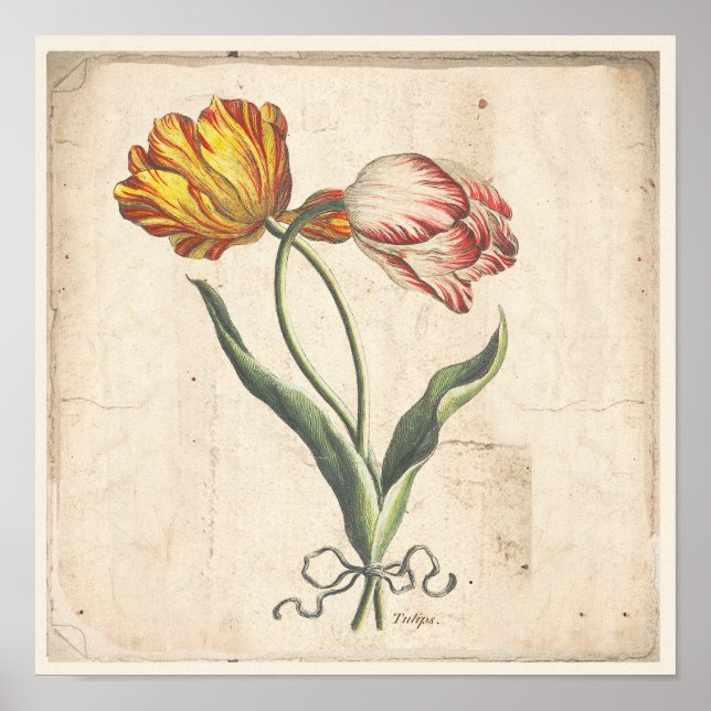 Tulips Antique Botanical Print Poster (Front)