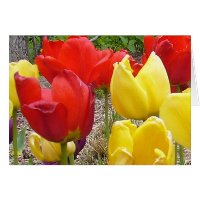 Tulips at the Garden Card (Front Horizontal)