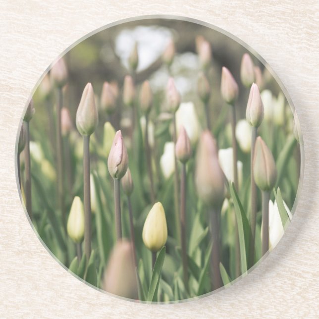 Tulips beginning to bloom coaster (Front)