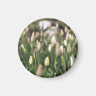 Tulips beginning to bloom magnet